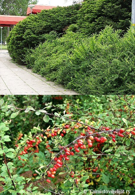 Berberis thunbergii, japaninhappomarja